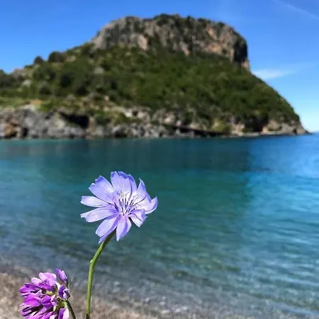 Zia Manuccia